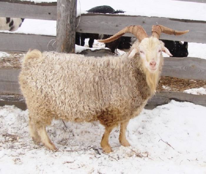 Самые лучшие породы коз с характеристиками и фото