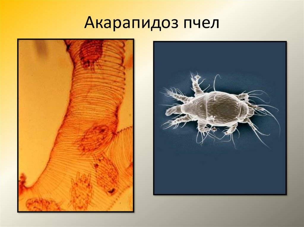 Акарапидоз пчел — диагностика, симптомы и лечение