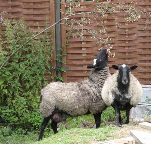 Порода овец романовская: внешний вид, достоинства и недостатки, уход