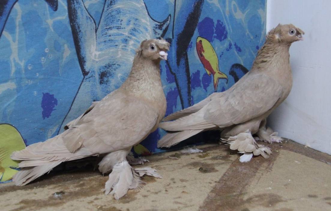Николаевские высоколетные голуби: фото, описание и содержание