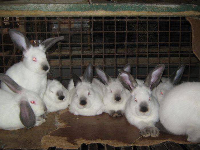 Список пород кроликов для разведения на мясо - мясные породы