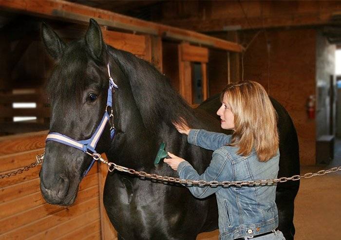 Как правильно ухаживать за лошадьми | конный портал