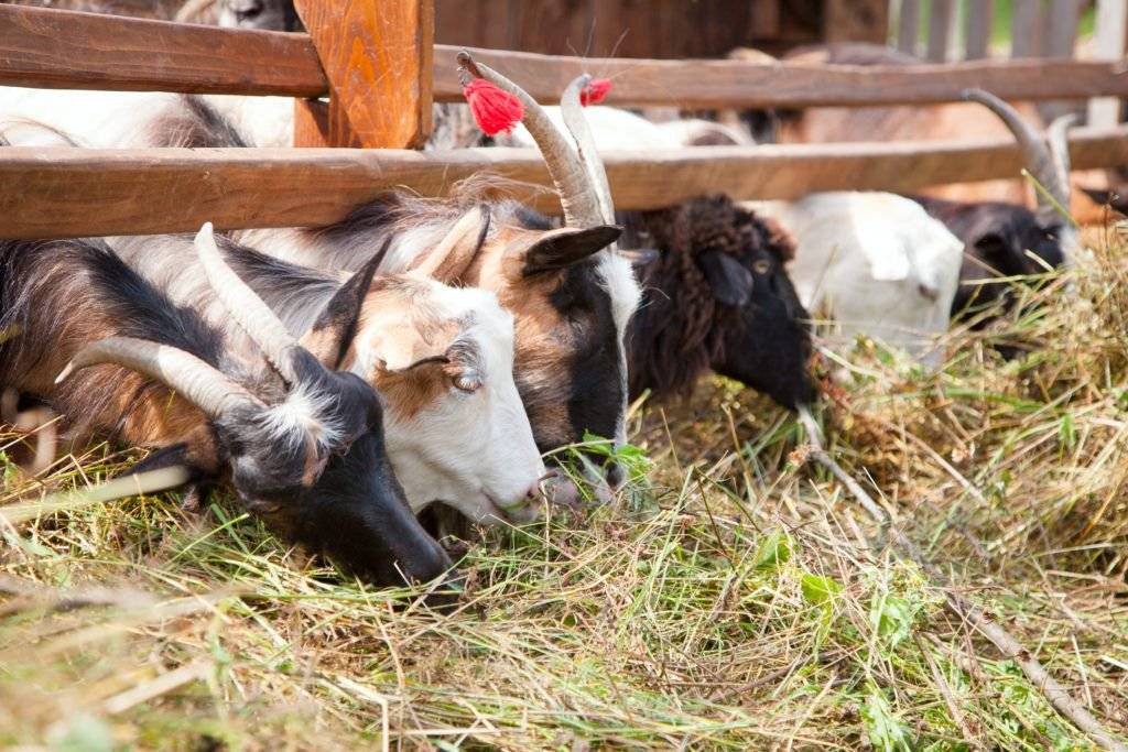 Чем кормить козу зимой и сколько сена ей нужно