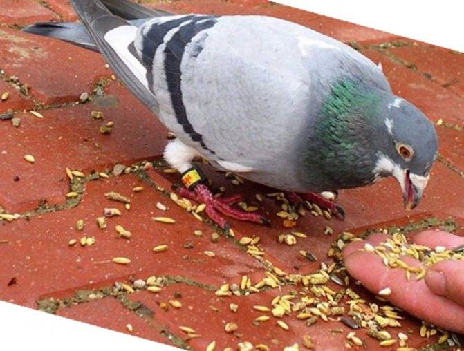 Что едят голуби в домашних условиях и чем кормить уличных голубей