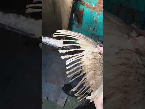 Как подрезать курам крылья и зачем это делают