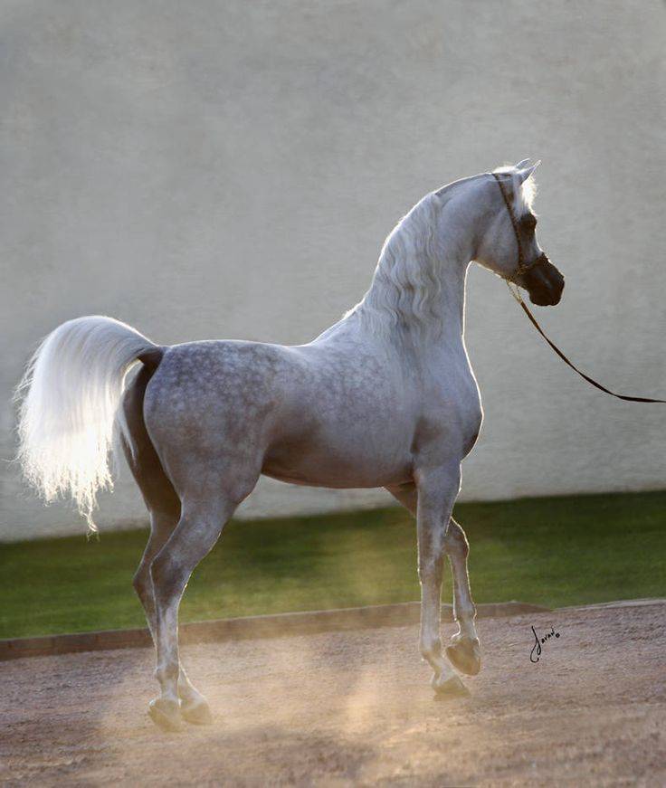 Арабская порода лошадей: описание, разновидности и характеристики