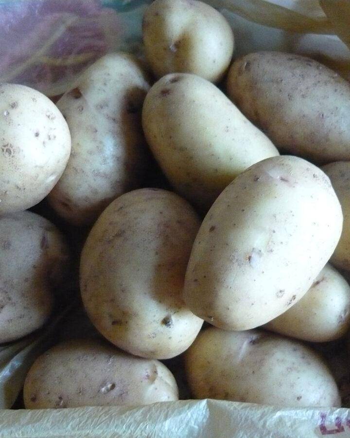 Сорт картофеля жуковский (жуковский ранний): фото, отзывы, описание, характеристики.