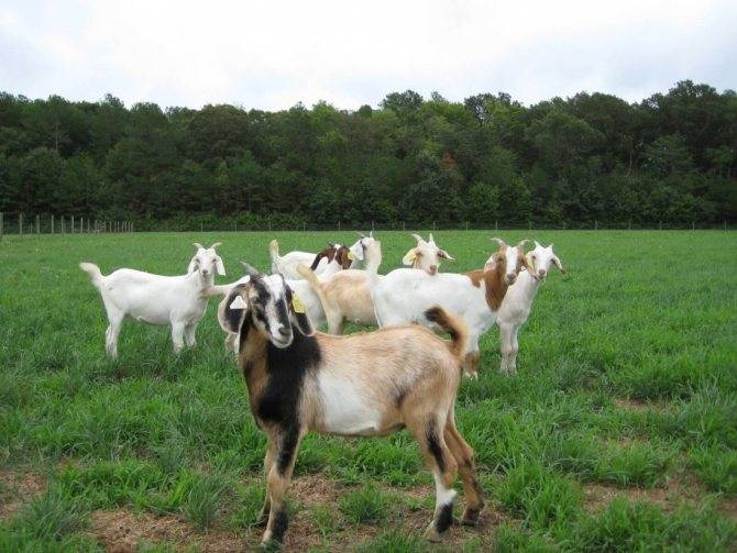 Разведение коз как бизнес: рентабельность, составление бизнес-плана
