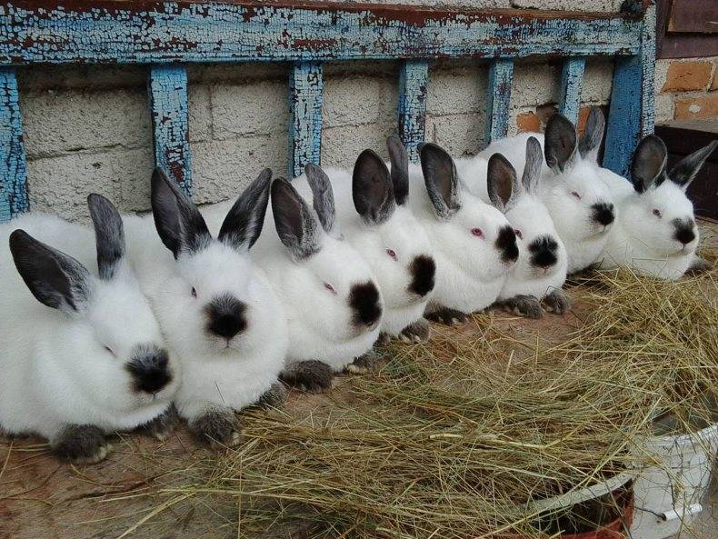 Обзор мясных пород кроликов