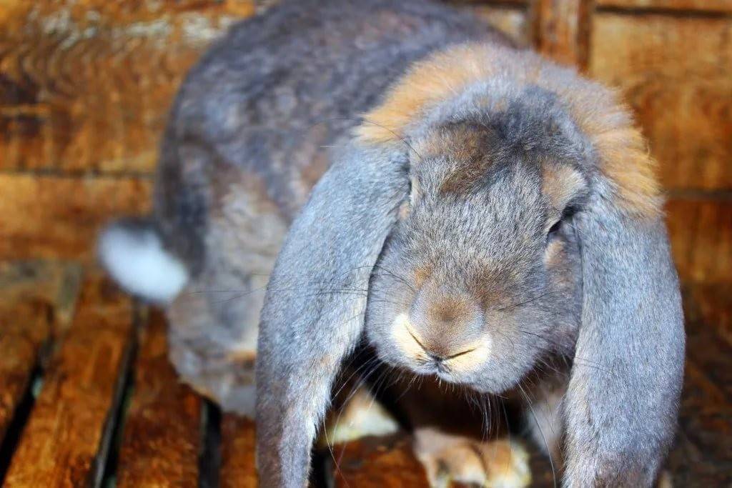 Кролик французский баран: характеристика и описание породы, фото, содержание и разведение, чем кормить, видео