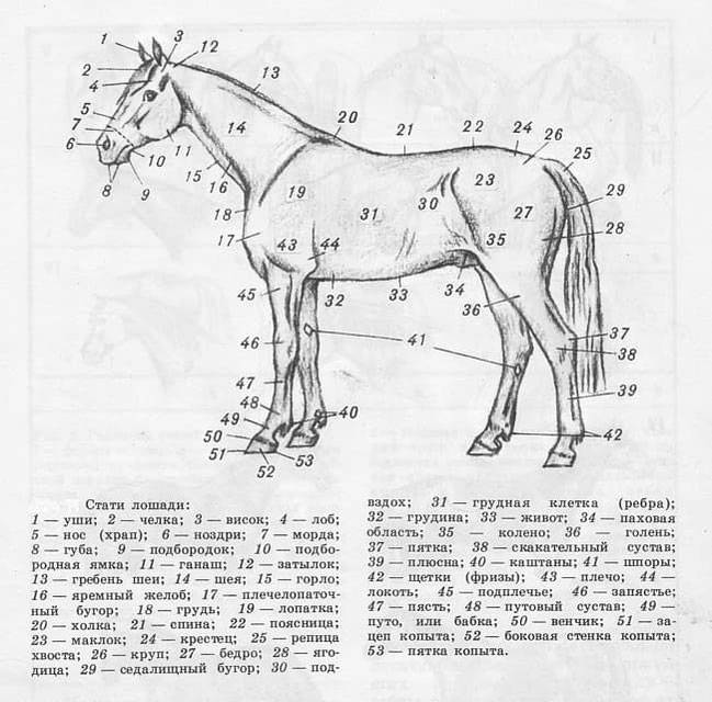 Тело лошади рисунок