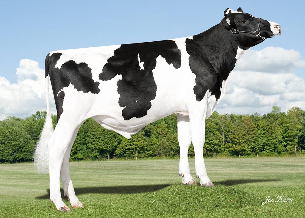 Все про породу молочных коров — голландскую