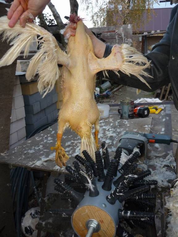 Как правильно ощипать и разделать курицу в домашних условиях, фото