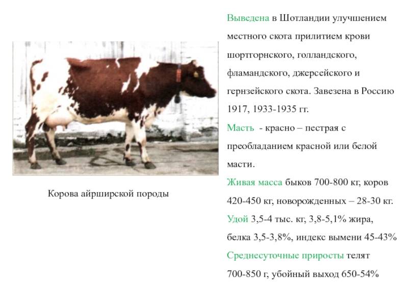 Айрширская порода коров: характеристики, фото крс, описание быков данного вида и особенности скота на сайте