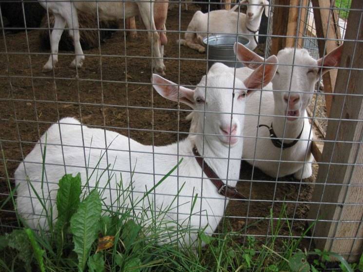 Кормление коз зимой – рацион, правильные корма дойным и сукозным