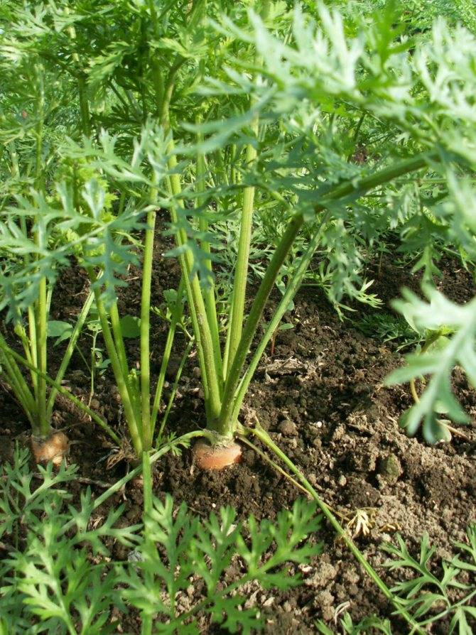 Зеленая морковь | причины позеленения моркови и что с этим делать