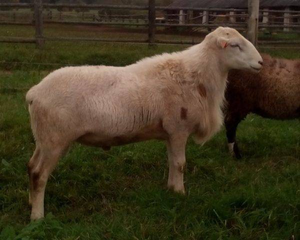 Катумские овцы - описание породы, преимущества и недостатки