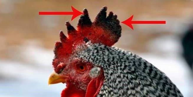 Цвет гребешка курицы изменился: от чего зависит, от здоровья!