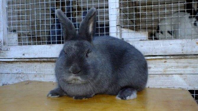 Обзор породы венский голубой кролик: описание и полная характеристика с фото