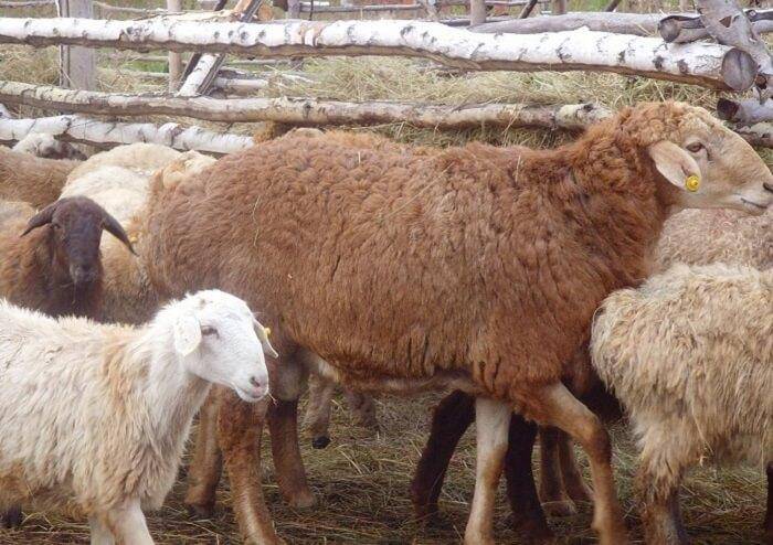 Эдильбаевская — овцеводство -> породы овец