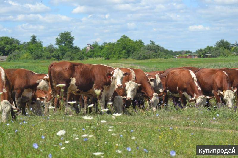 Характеристики герефордской породы коров