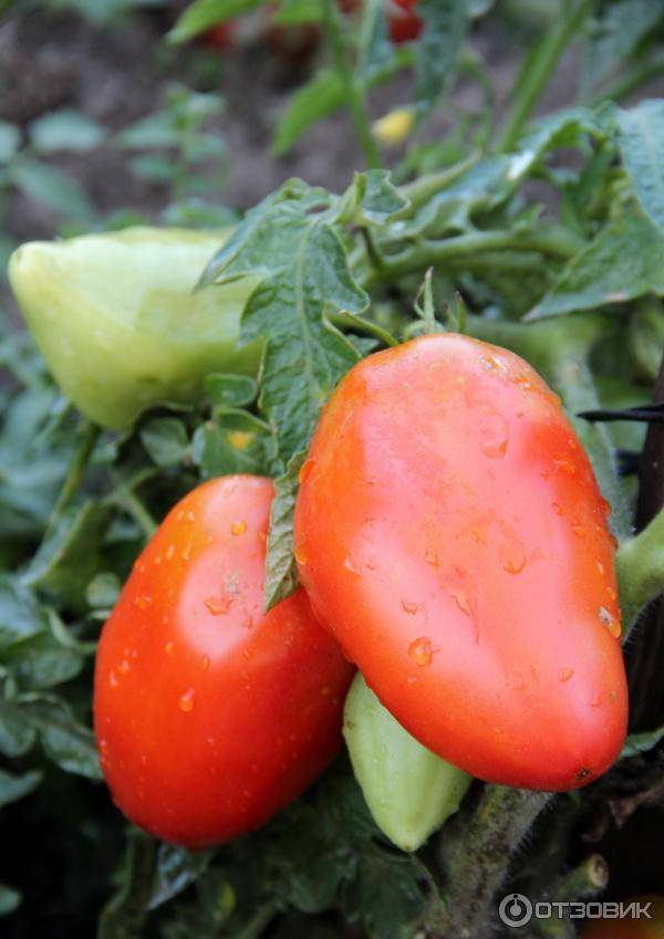 Как вырастить томат сибирская тройка