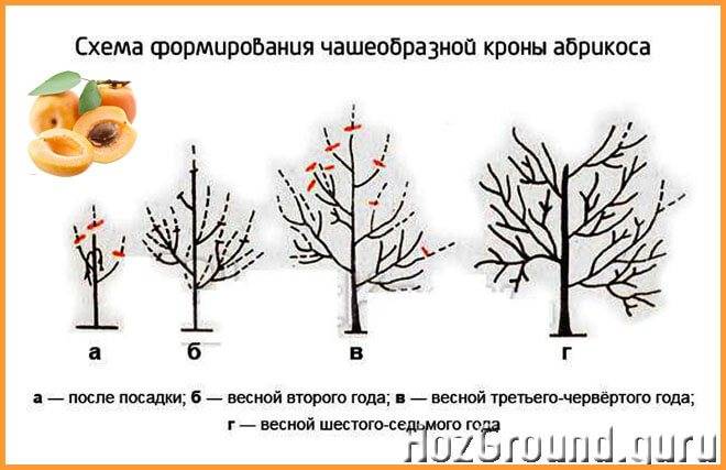 Обрезка абрикоса: когда и как правильно обрезать весной, летом и осенью, схемы