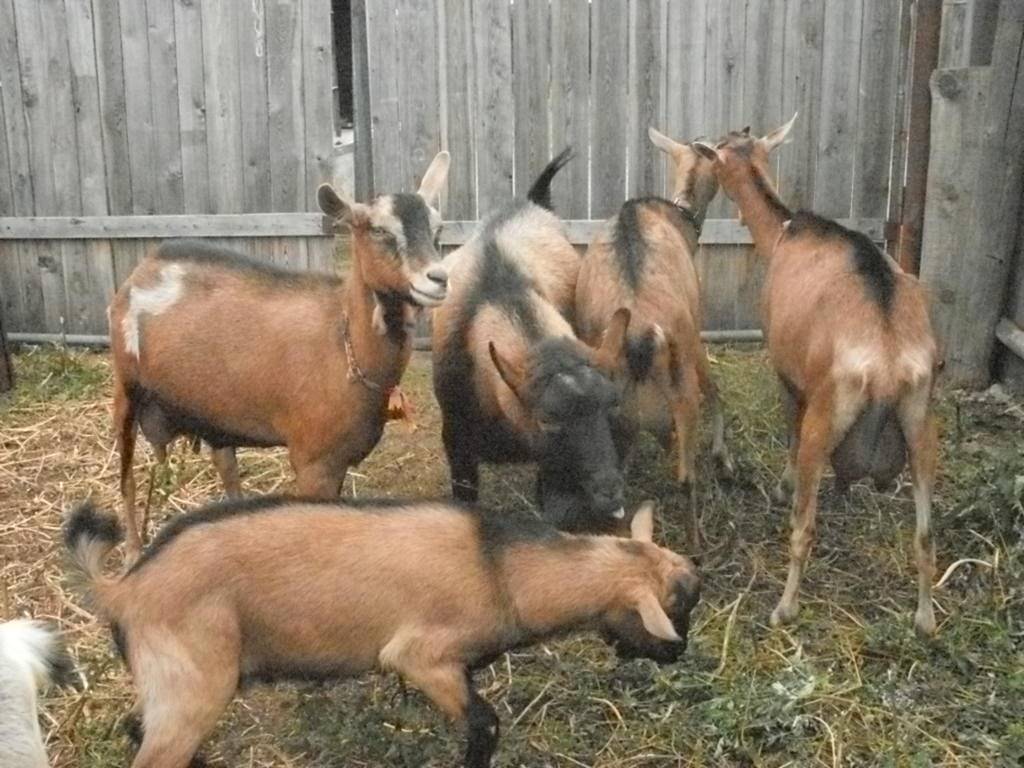 Чешская бурая коза – особенности породы