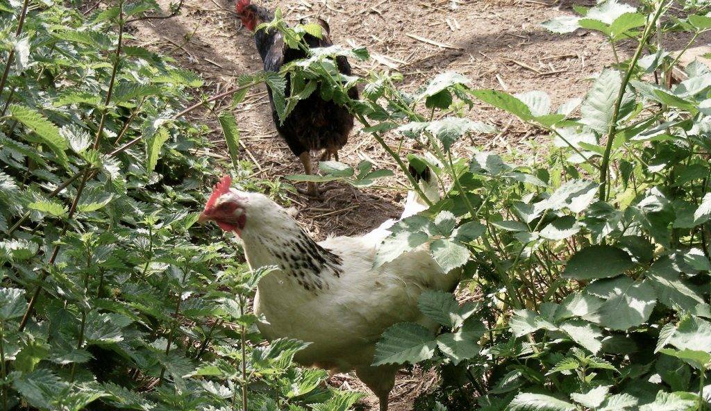 5 многолетников для кур – бесплатный корм, живая изгородь и место выгула