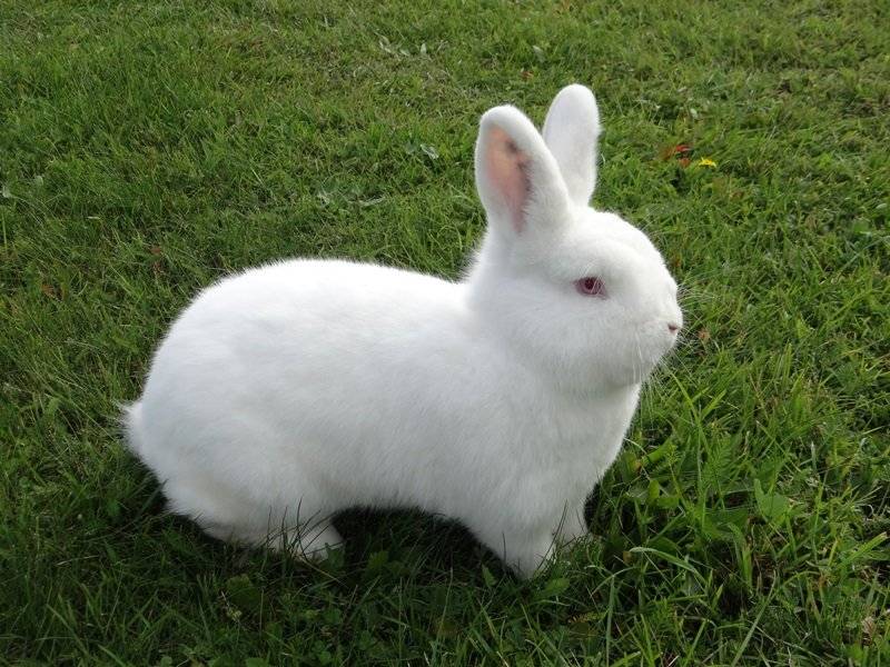 Новозеландские кролики: белый (нзб) и красный, описание