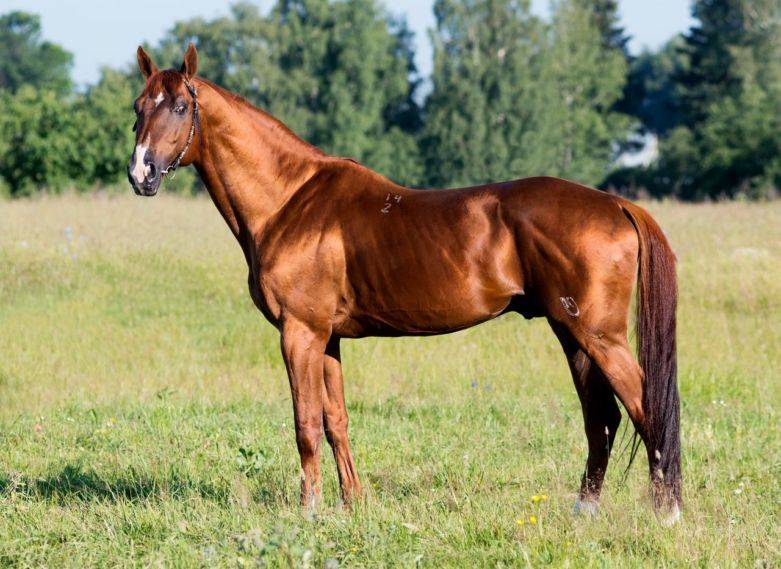 Башкирская порода лошадей: описание, виды