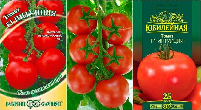Томат интуиция: описание и характеристика сорта, его урожайность, особенности выращивания помидоров, отзывы, фото