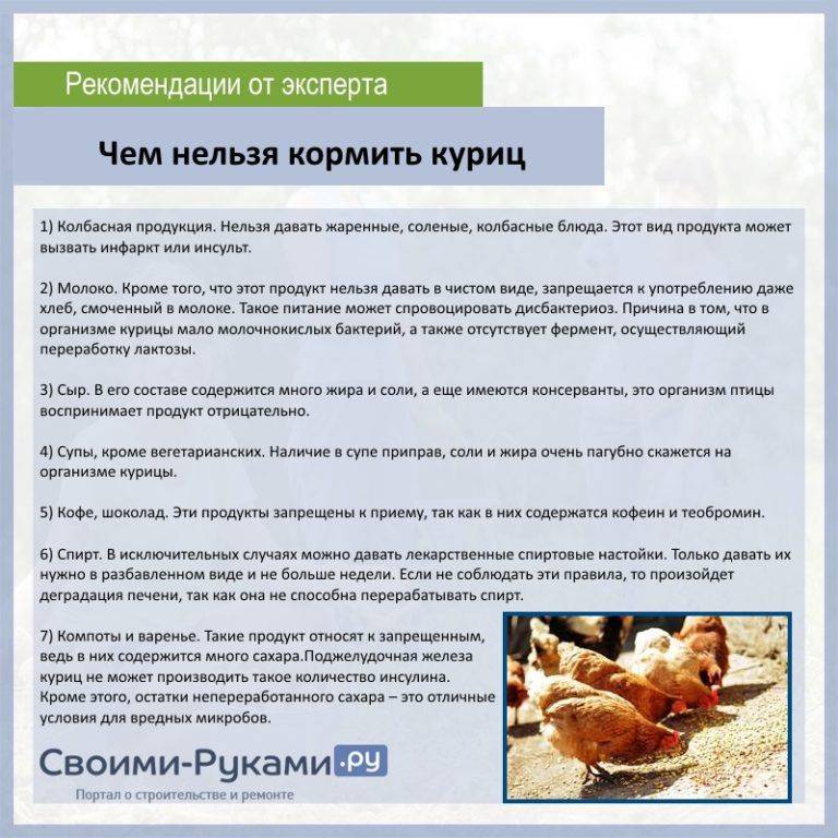 Кто душит кур: названия животных, особенности их охоты, причины и способы борьбы - truehunter.ru