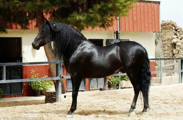 Красивые фото лошадей арабской породы и их описание
