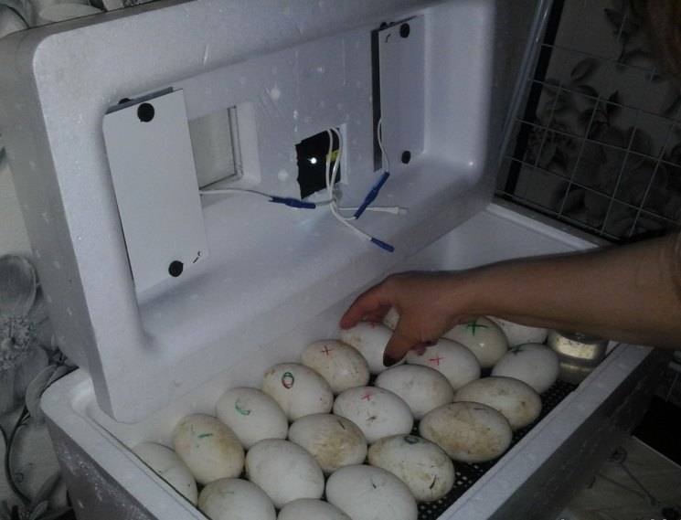 Грамотное хранение яиц для инкубации