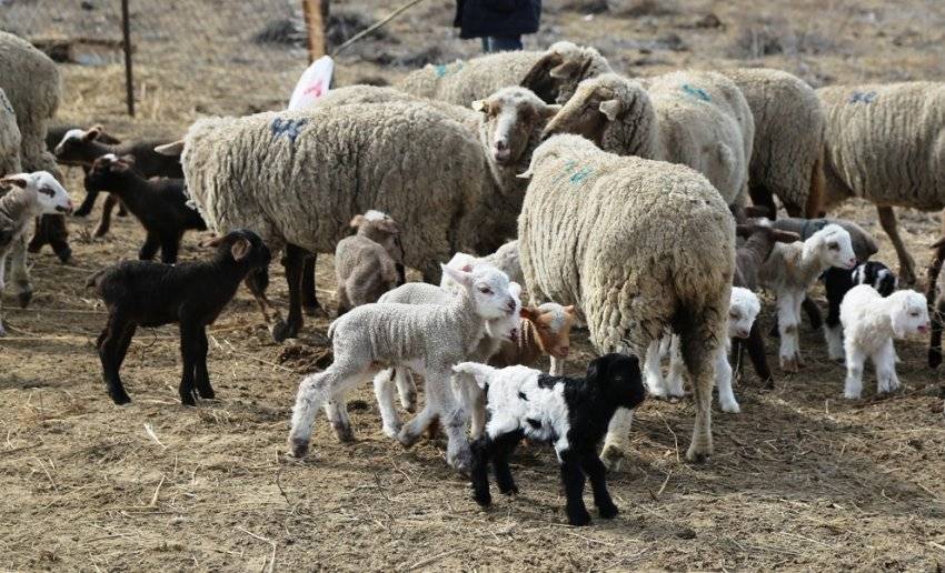 Разведение овец как бизнес для начинающего фермера - технология бизнеса