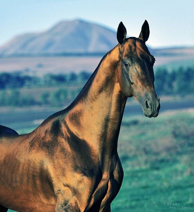 Самые красивые породы лошадей с фотографиями, названиями и описание
