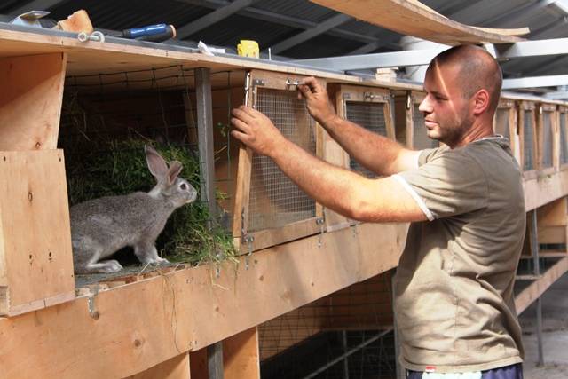 Разведение кроликов в домашних условиях как бизнес — с чего начать