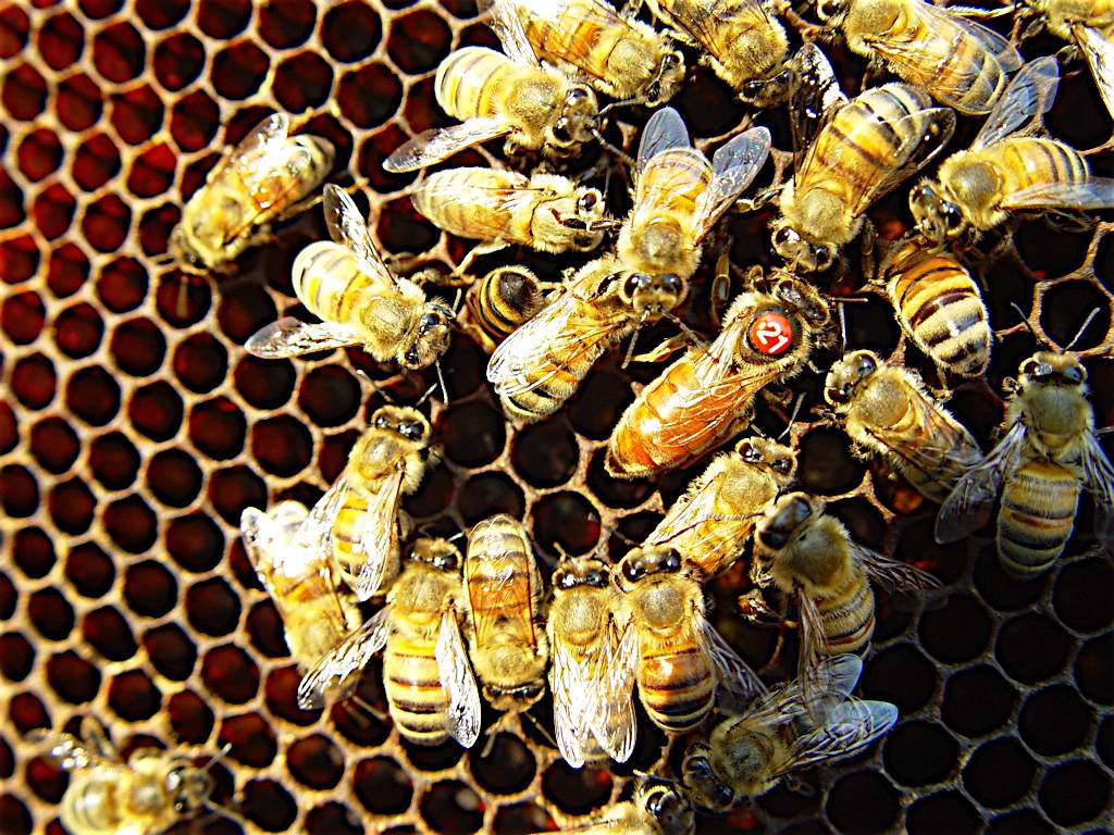 Интересные факты о пчелиных матках