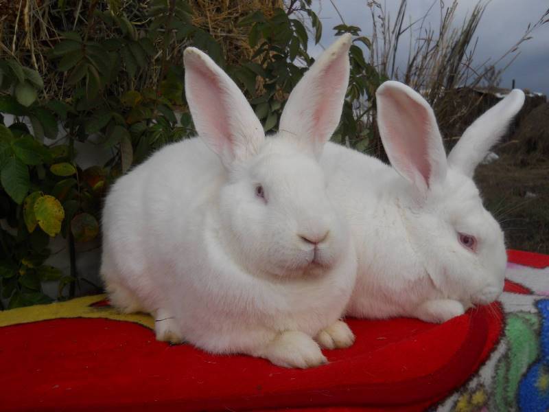 Белые кролики — породы, особенности, характеристики