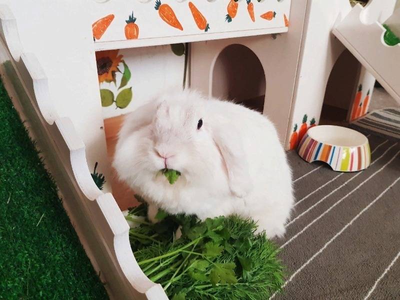Содержание и уход за декоративным кроликом дома в условиях клетки и без нее, для начинающих и опытных кролиководов