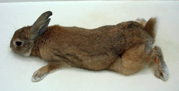У кролика отказали задние лапы: причины, лечение