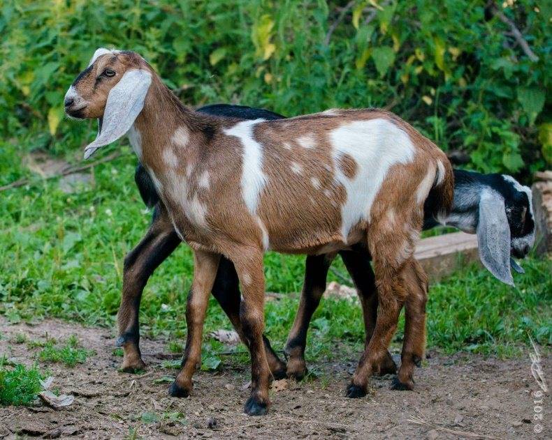 Нубийские козы: описание породы,содержание и уход - домашние наши друзья
