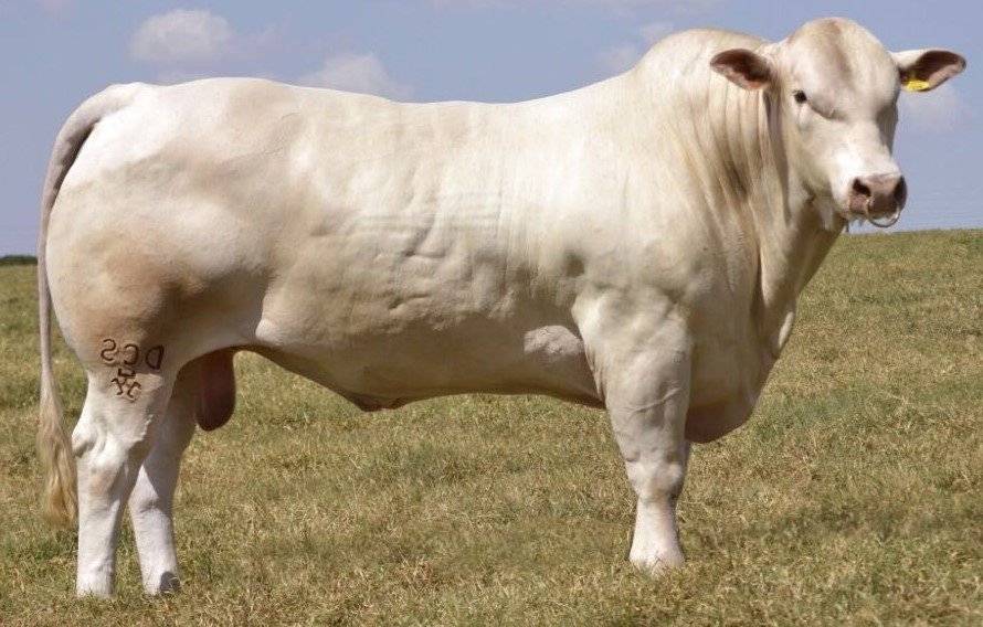 Абердин-ангусская порода коров: фото, описание