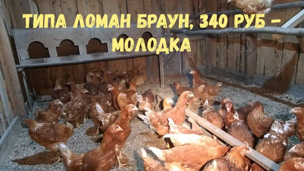 Как и чем лечить насморк у курицы? ветеринарные преператы и народные методы
