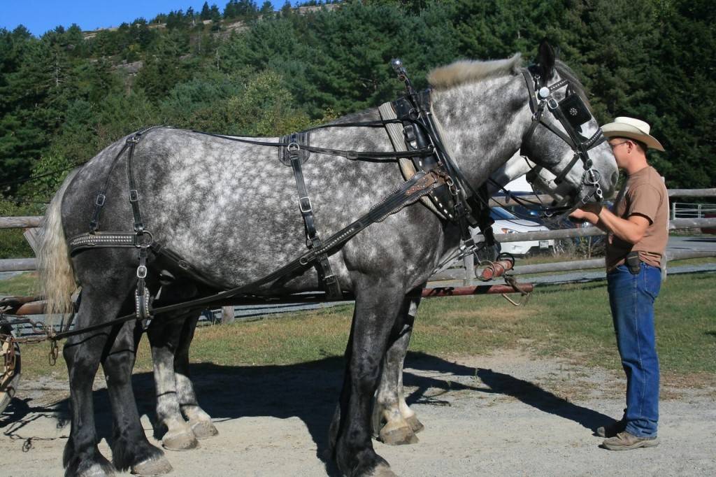 Французские лошади породы першерон: фото, содержание и разведение