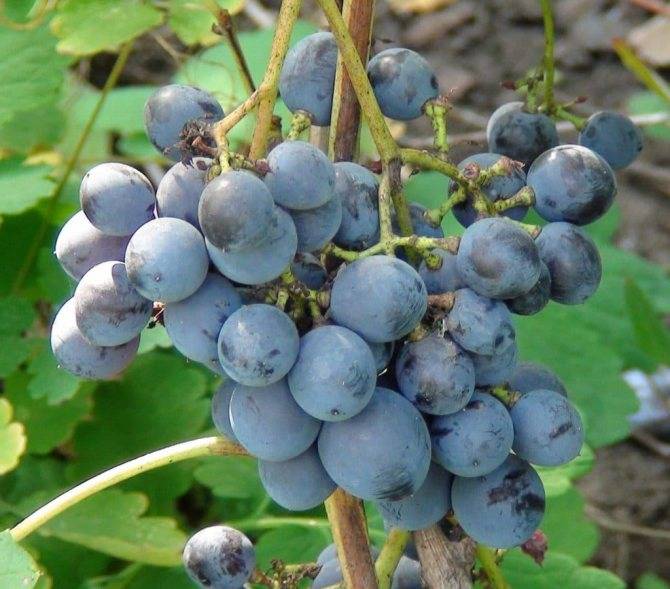 Сорта винограда: 16 лучших для подмосковья и средней полосы. описание. урожайность.