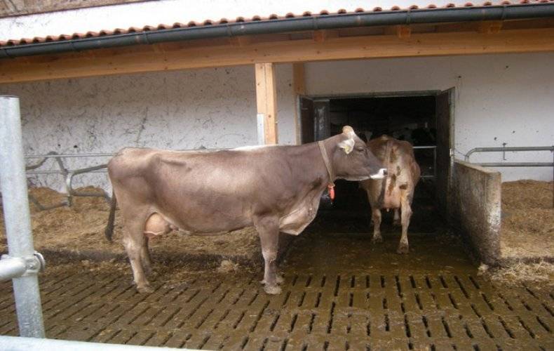 Описание экстерьера и характеристики продуктивности Швицкой породы коров