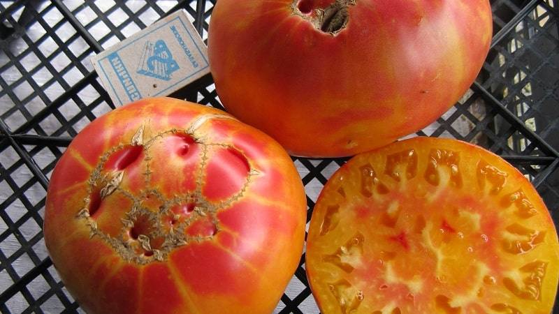 Сорт томатов загадка природы: лучший сорт-биколор для теплиц и открытого грунта