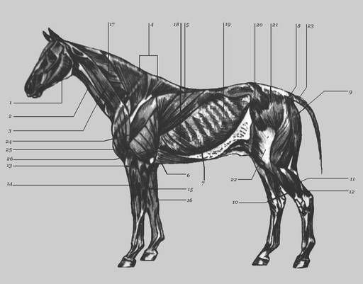 Анатомическое строение лошадей